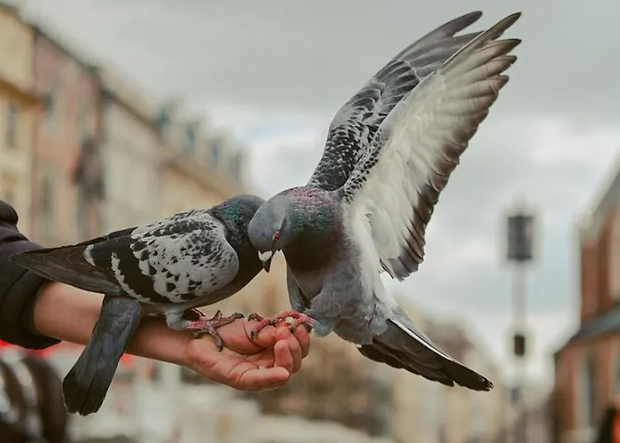 Aparthotel Well Well